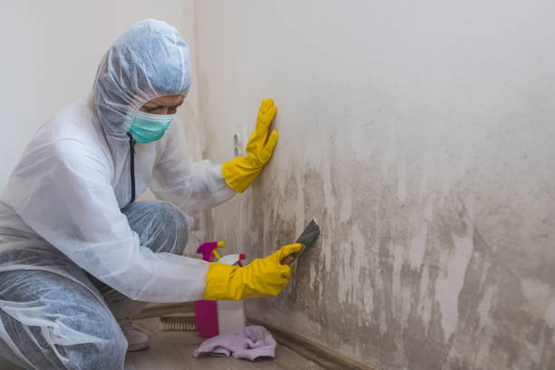 Best Attic Mold Remediation in Brent, AL