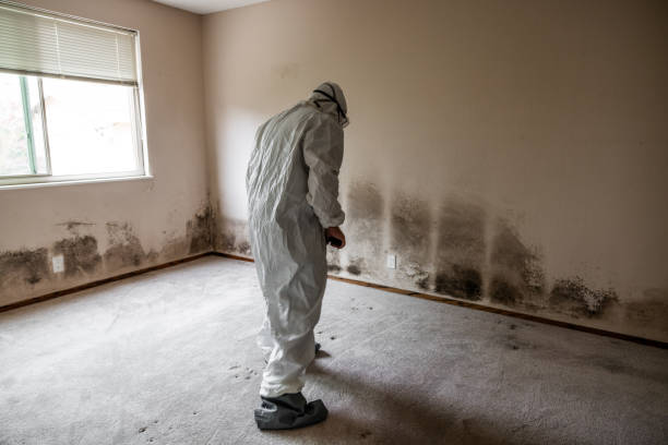 Best Post-Flood Mold Remediation in Brent, AL