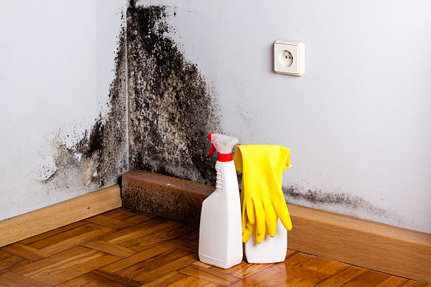 Best Kitchen Mold Remediation in Brent, AL